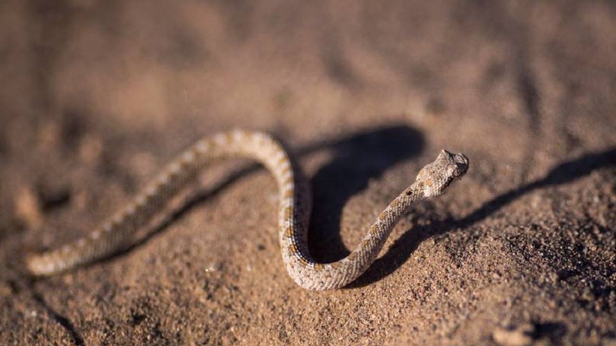 Serpiente atacó a un hombre en Manizales. Crédito: Tomada de Getty Images.