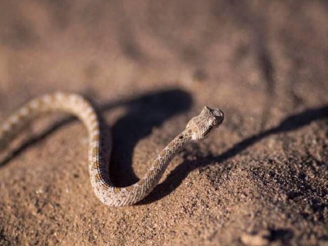 Serpiente atacó a un hombre en Manizales. Crédito: Tomada de Getty Images.