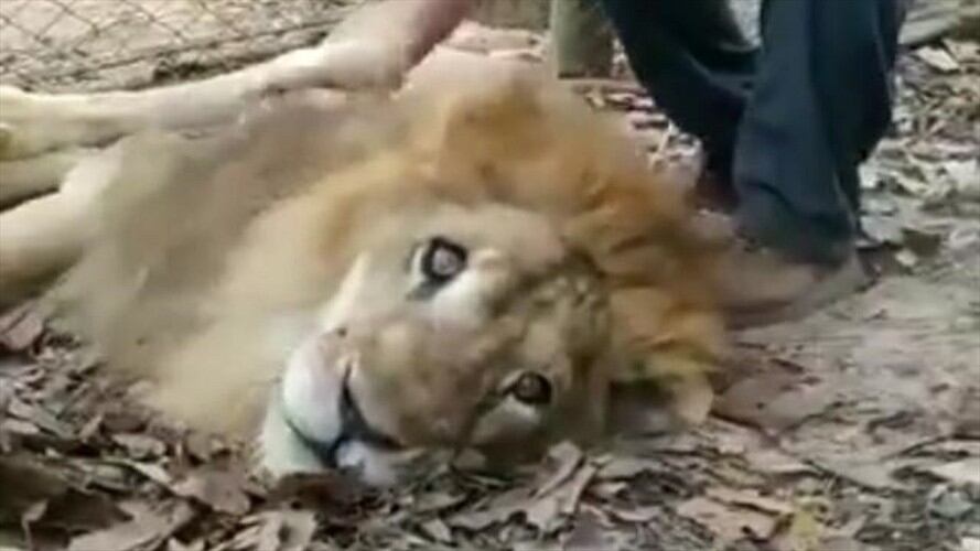 Fiscalía investigará caso de león Júpiter. Foto: