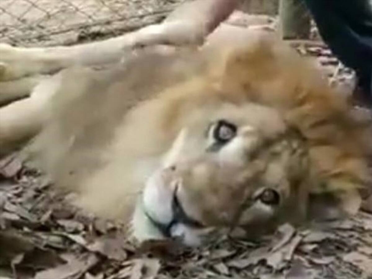 Fiscalía investigará caso del león Júpiter