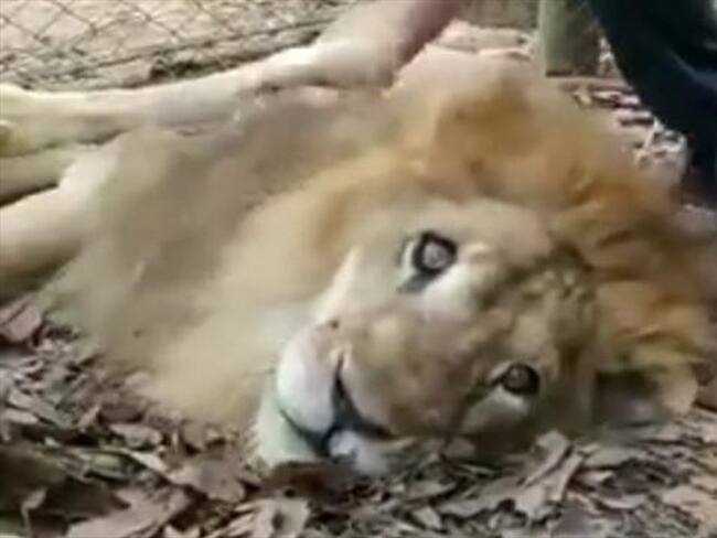 Fiscalía investigará caso de león Júpiter. Foto: