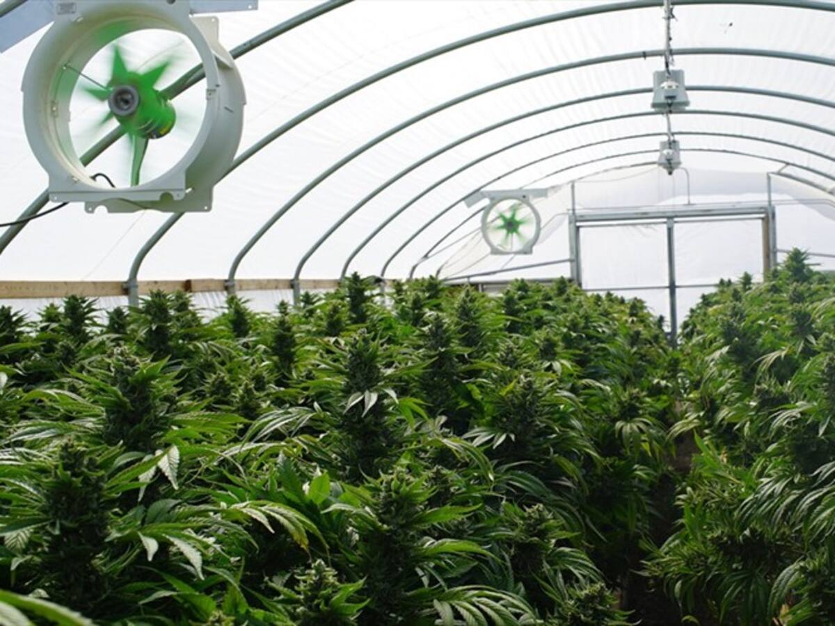 Álex Escobar habla sobre la marihuana recreativa en Uruguay