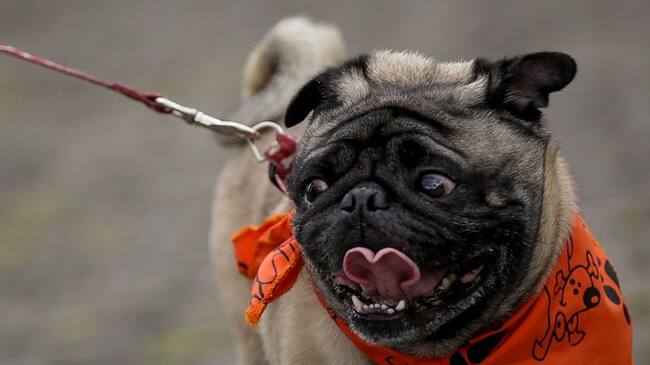 Perros de asistencia podrán estar en lugares públicos: Corte Constitucional. Foto: Colprensa