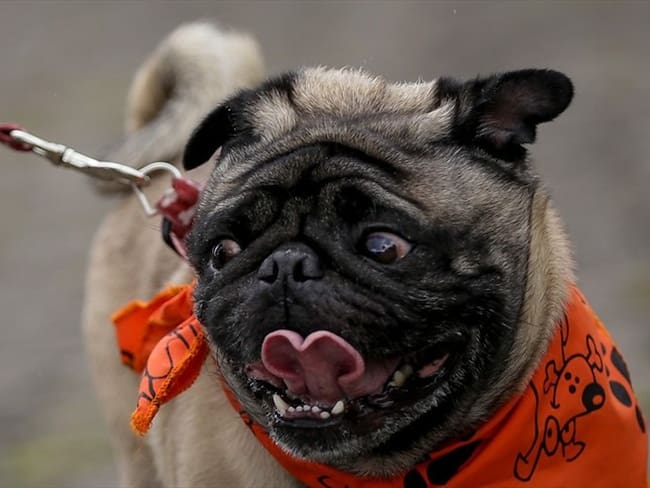 Perros de asistencia podrán estar en lugares públicos: Corte Constitucional. Foto: Colprensa