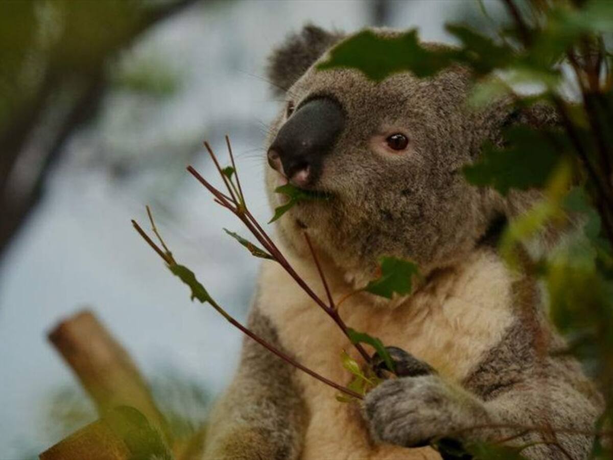 Koalas del este de Australia podrían desaparecer para 2050