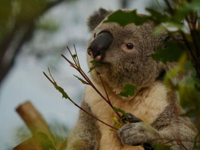 Koalas del este de Australia podrían desaparecer para 2050