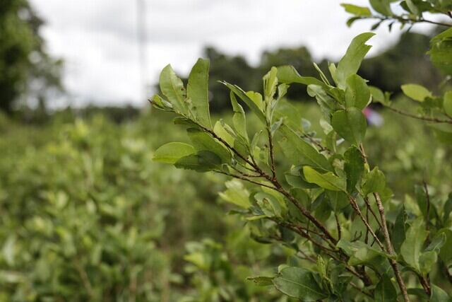 Cultivos ilícitos. Foto: Colprensa - Álvaro Tavera