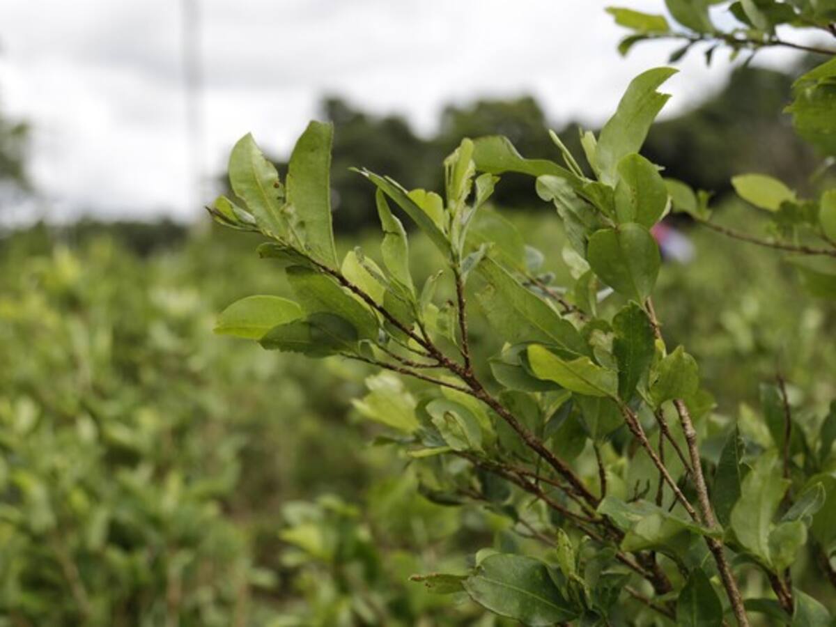 Exdirector OEI habló del cambio en política de sustitución de cultivos en gobierno Duque