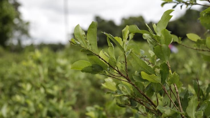 Sustituir cultivos de coca: un compromiso de las mesas de paz