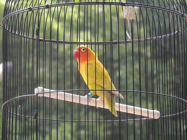 Proyecto para prohibir la tenencia de aves enjauladas fue aprobado en primer debate