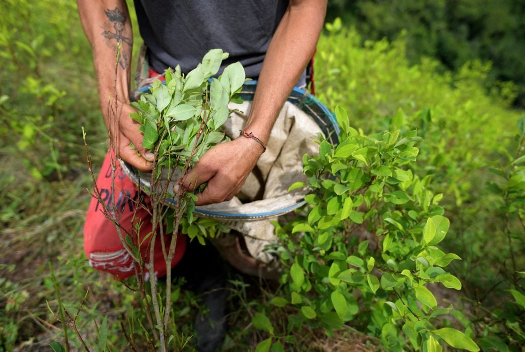 Cultivo de coca. Foto: Raul Arboleda / AFP via Getty Images