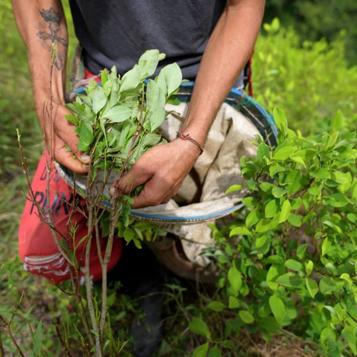 “Crecimiento de cultivos de coca se ha desacelerado”: EE.UU. respalda política de drogas