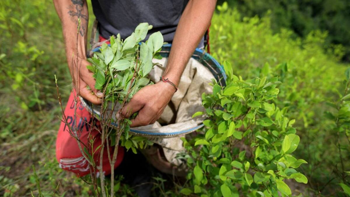 Grave caída en erradicación de cultivos ilícitos en Colombia