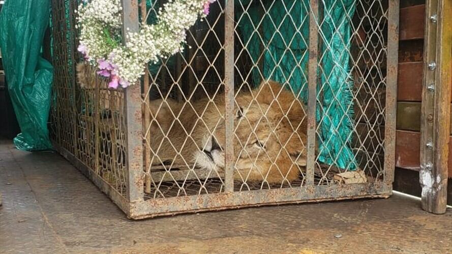 El Alcaldía de Cali anunció que asumirá los gastos de manutención del león. Foto: Erika Rebolledo