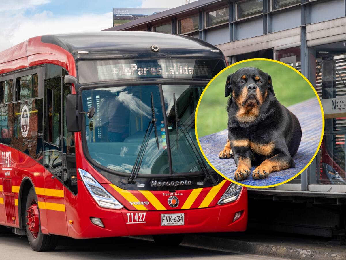 Directora de Seguridad de TransMilenio responde por supuesto maltrato a perros del sistema
