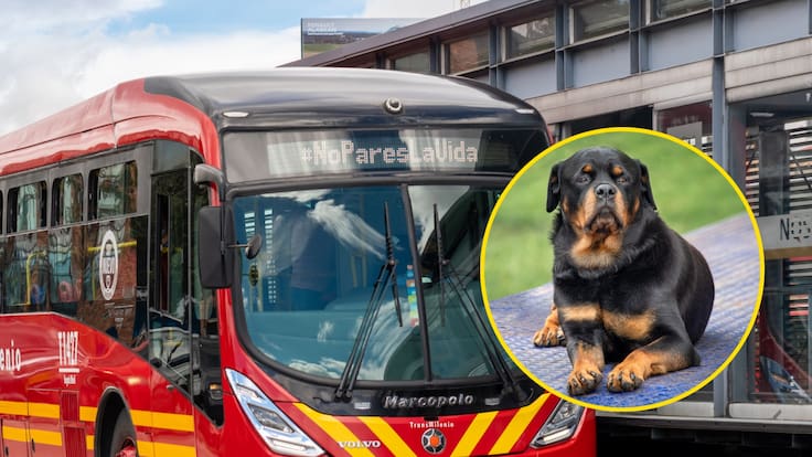 Directora de Seguridad de TransMilenio responde por supuesto maltrato a perros del sistema