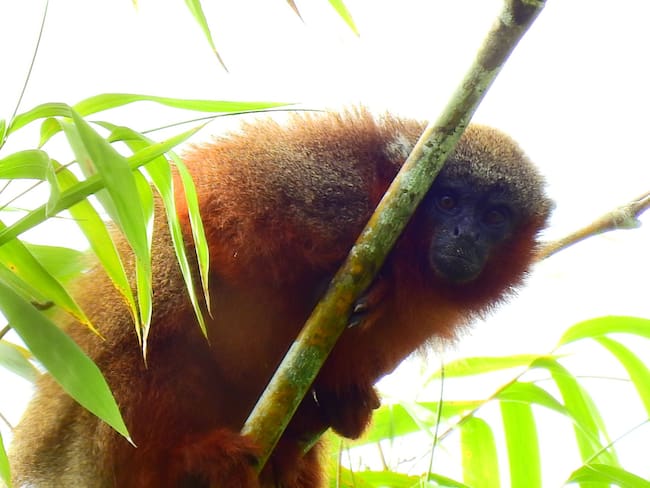 El ‘Mico bonito’, especie endémica del Caquetá, está en peligro de extinción