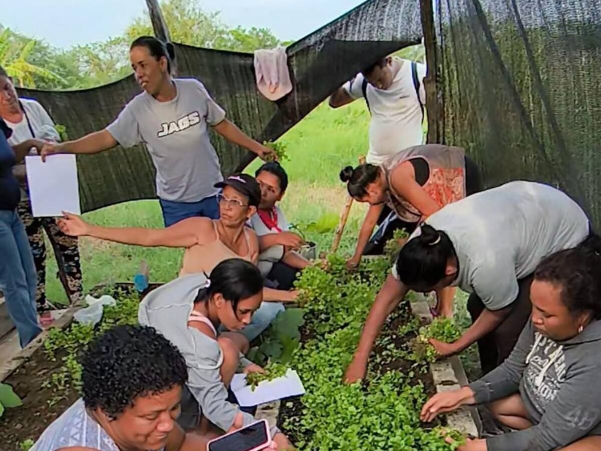 Mujeres de Cerro de San Antonio, Magdalena impulsan la seguridad alimentaria con huertas caseras