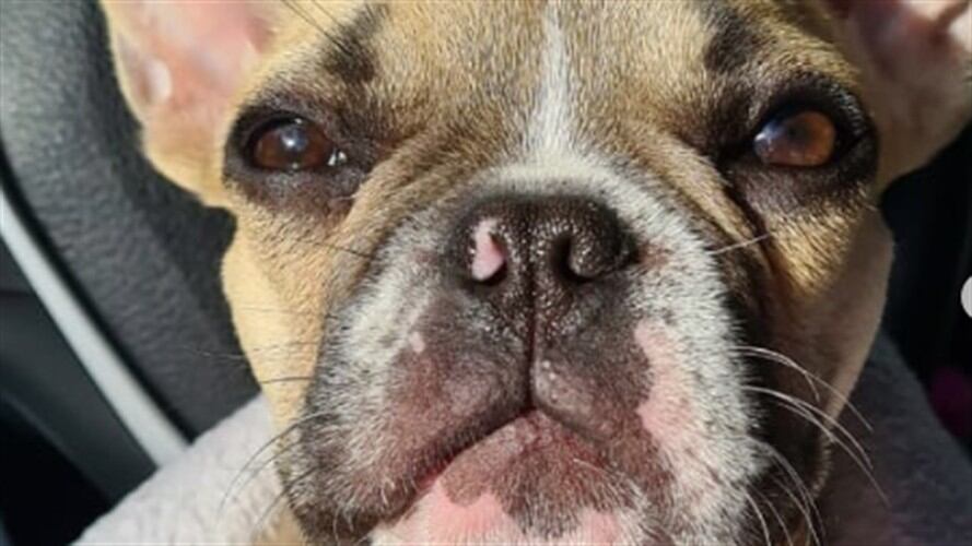 Juan Sebastian Ospina y su pareja solicitan ayuda para evitar que el animal regrese al anterior dueño. Foto: Instagram juanseospinav