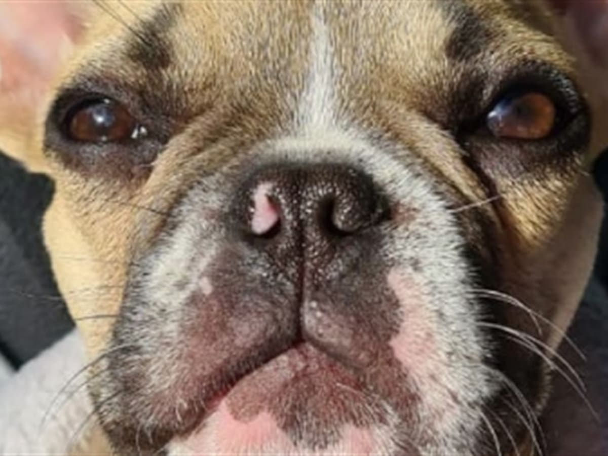 Pareja pide ayuda para que no regresen a su mascota al hogar donde era maltratada