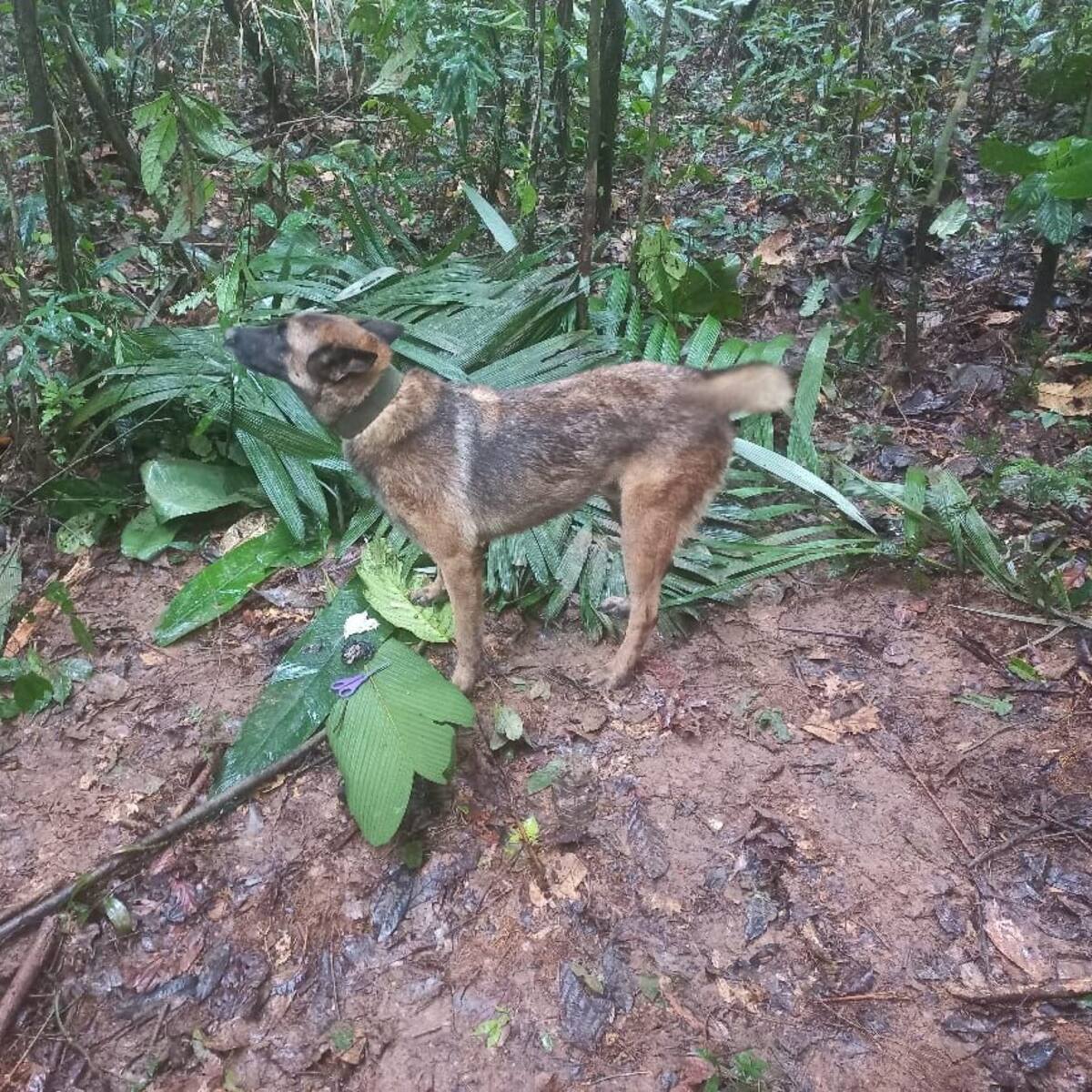 El perro Wilson no apareció con los menores de edad en el Guaviare