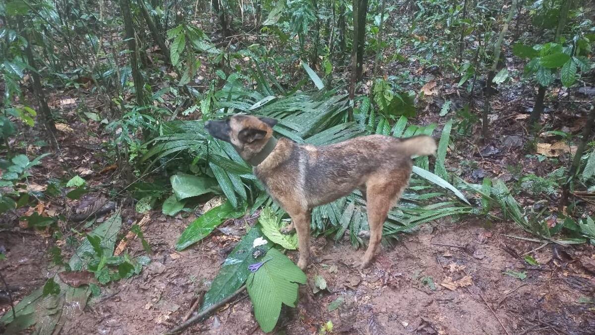 Se perdió Wilson, el perro que buscaba a los menores desaparecidos en Guaviare