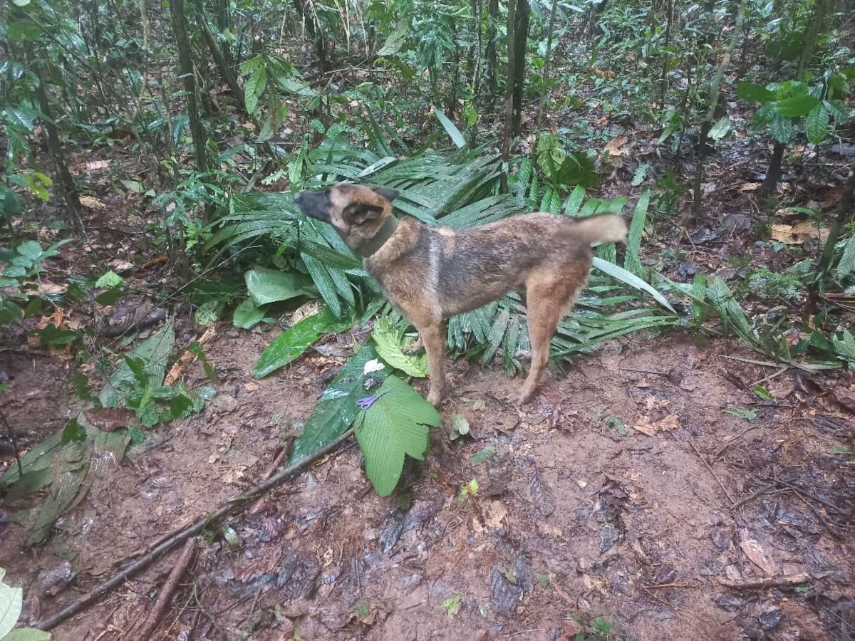 Se perdió Wilson, el perro que buscaba a los menores desaparecidos en Guaviare