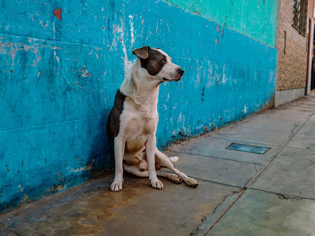 “Santa Marta vive una crisis con la fauna callejera”: abogado y animalista
