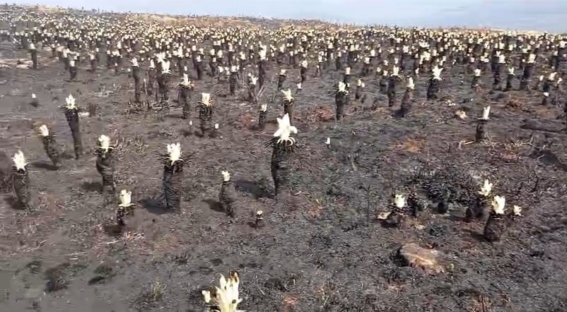 Los frailejones renacen después de las llamas en Norte de Santander. Foto: Captura video de cortesía.