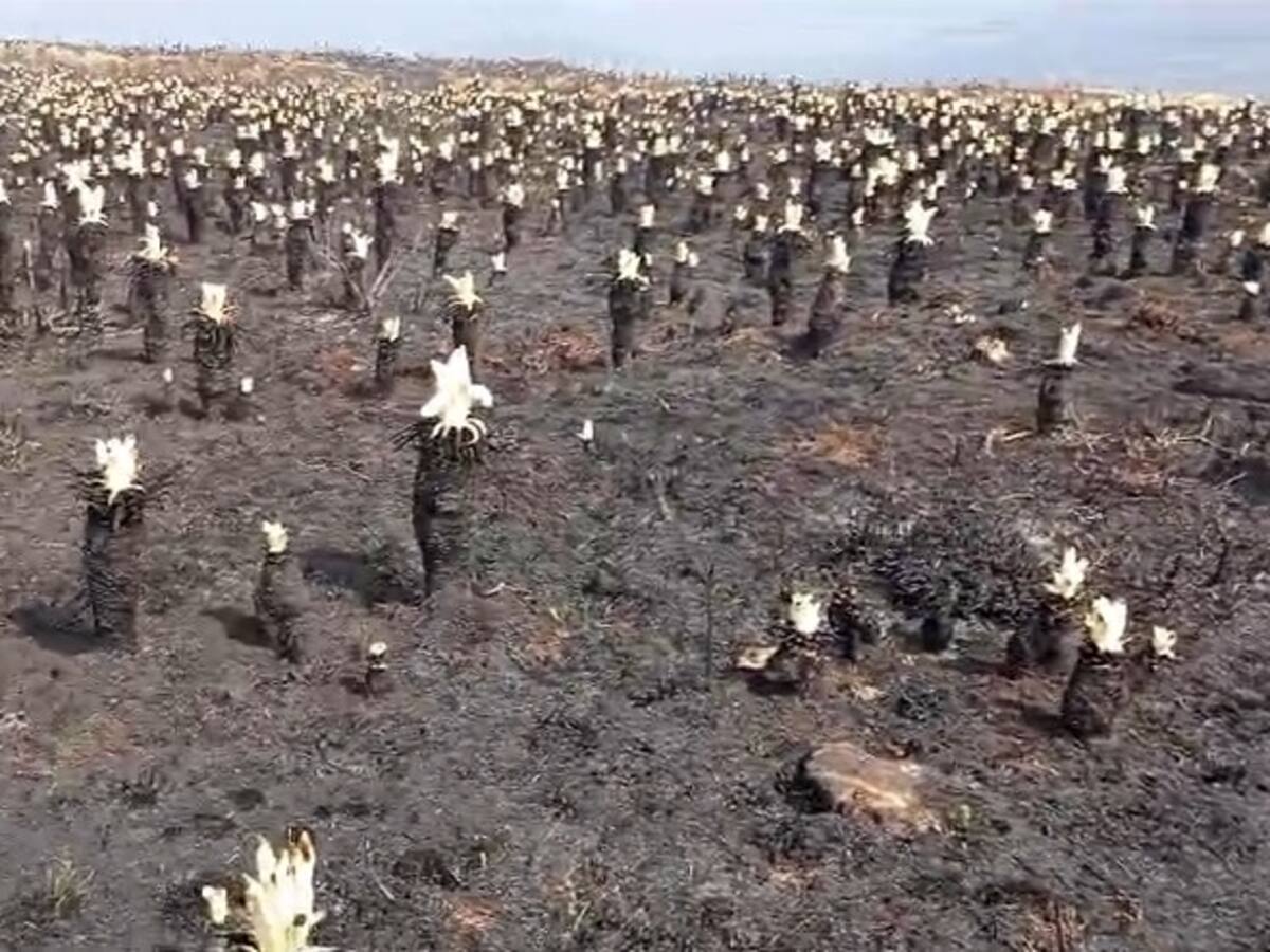 “El mal llamado cementerio de frailejones ahora es un santuario de vida”: Campesino