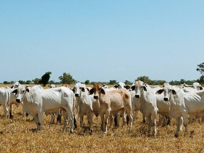Conozca el proyecto en Santander buscar rescatar raza del bovino Chino Santandereano