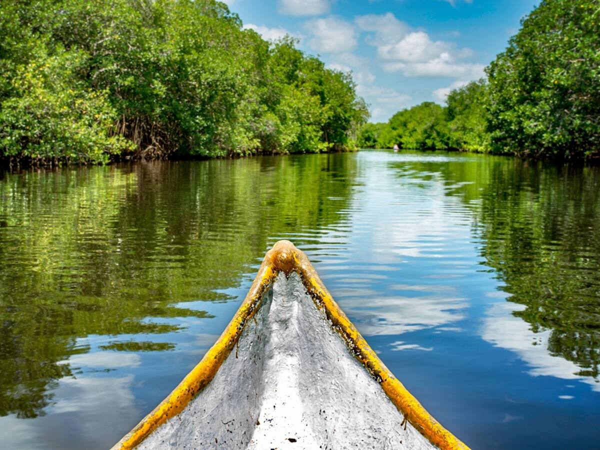Vichada, alojando biodiversidad y especies sorprendentes