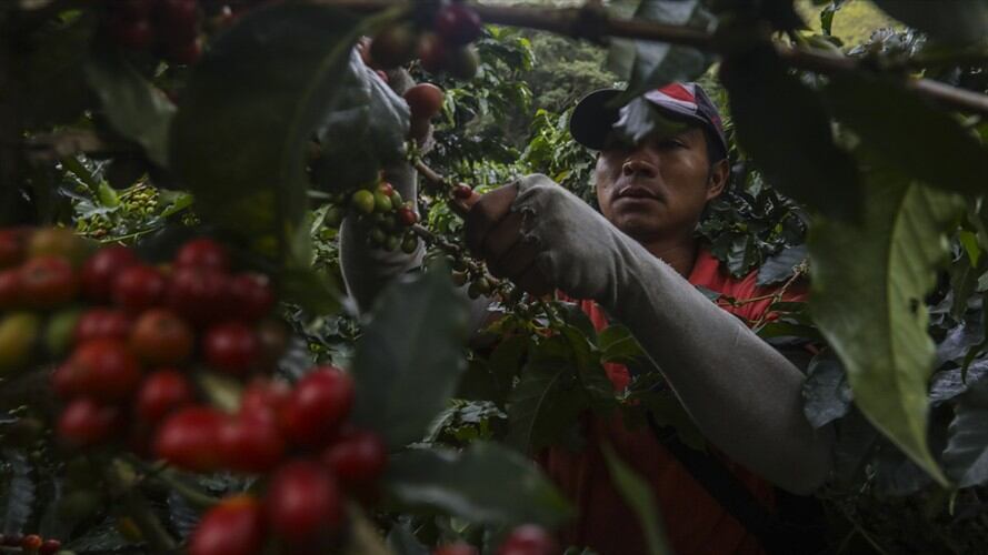 Imagen de referencia de caficultores. Foto: Getty Images
