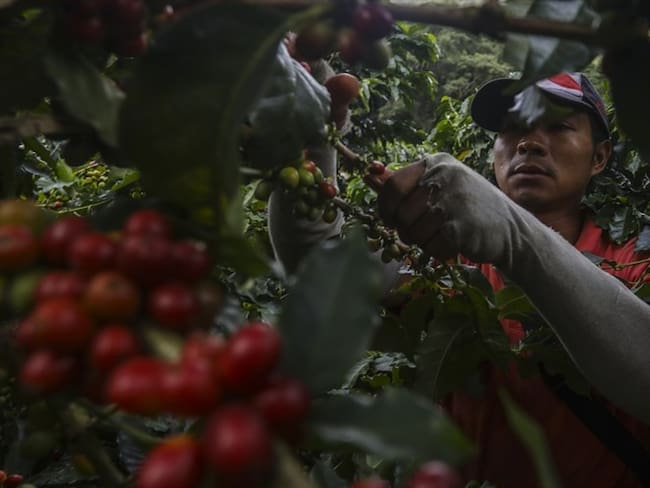 Los cafeteros manifiestan que se debe buscar un cambio, ya que la caficultura no puede ser una “mendicidad de subsidios”. Foto: Getty Images