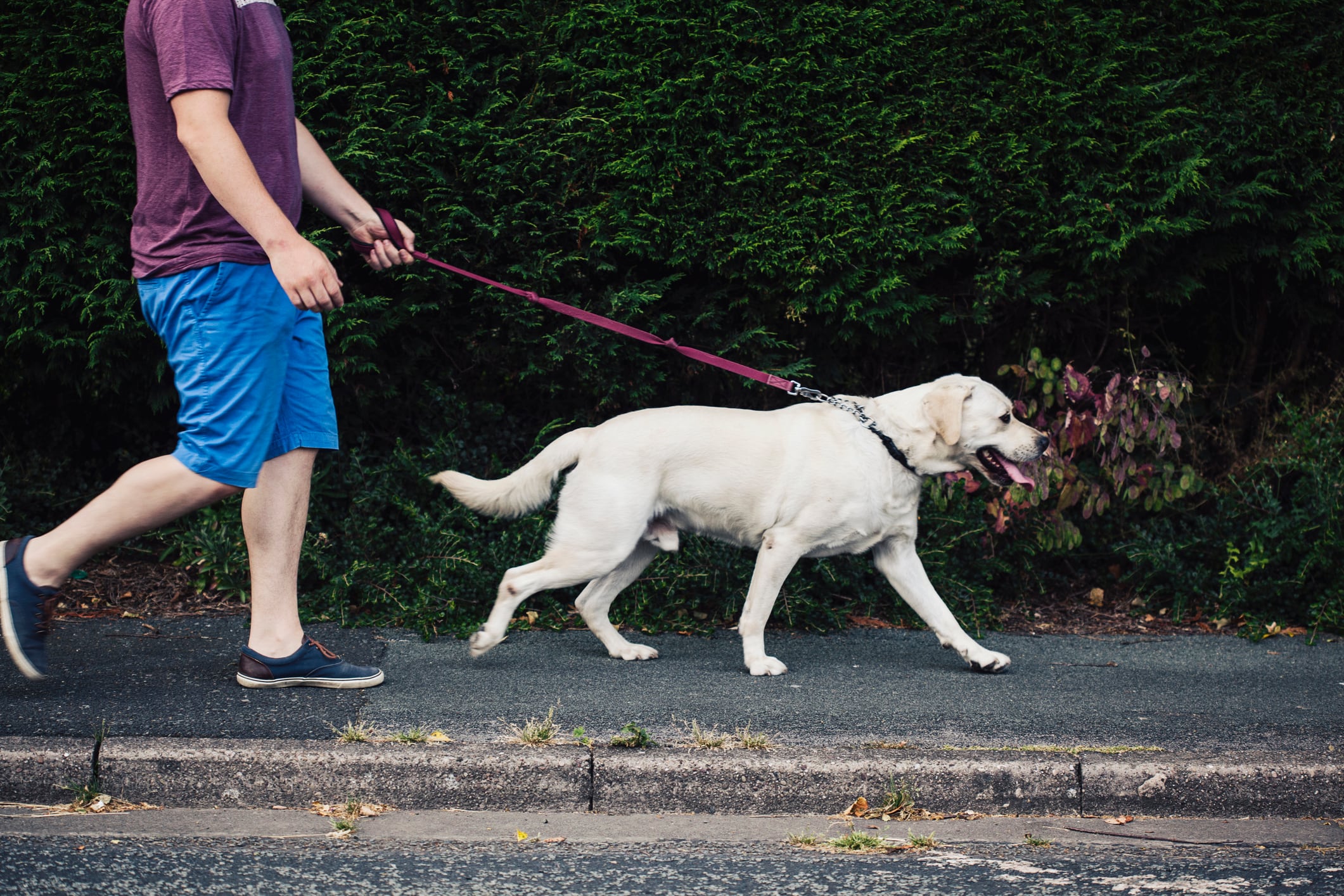 Hombre sacando a pasear a su perro. Foto: Getty Images.