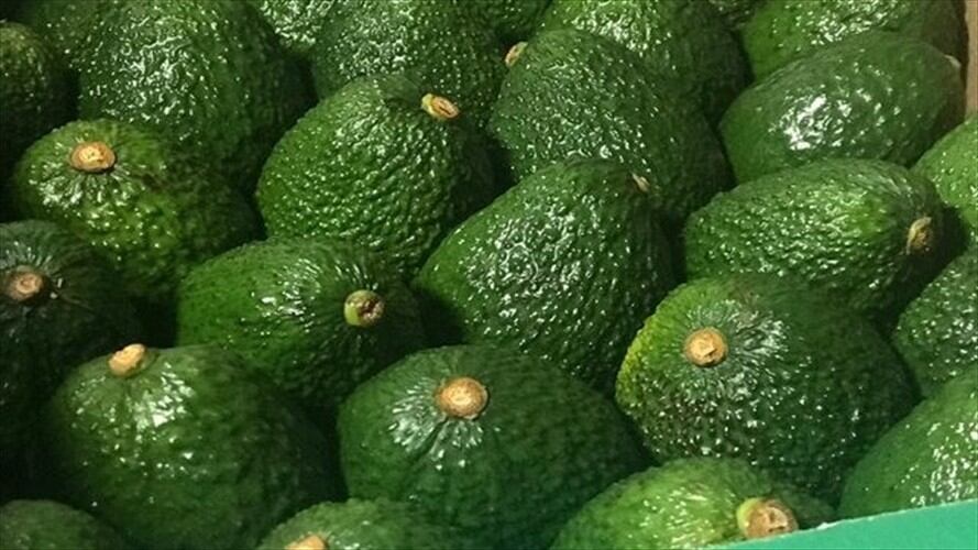 Gobierno confirmó que esta lista la primera exportación de aguacate hass a Japón. Foto: Colprensa