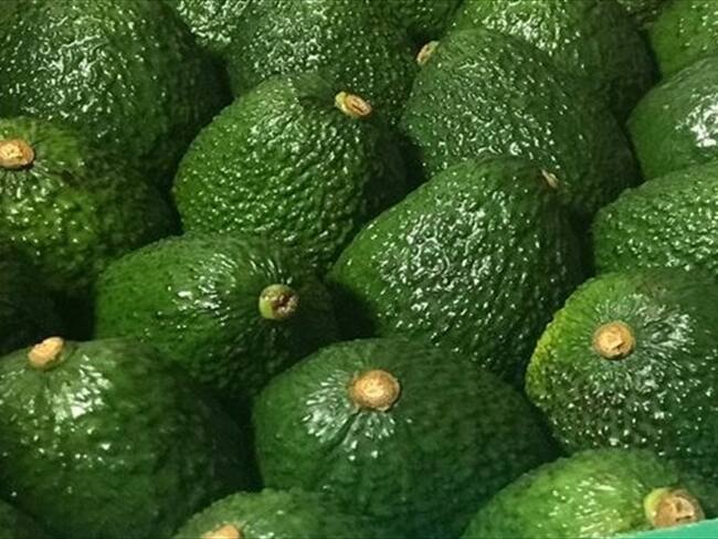 Gobierno confirmó que esta lista la primera exportación de aguacate hass a Japón. Foto: Colprensa