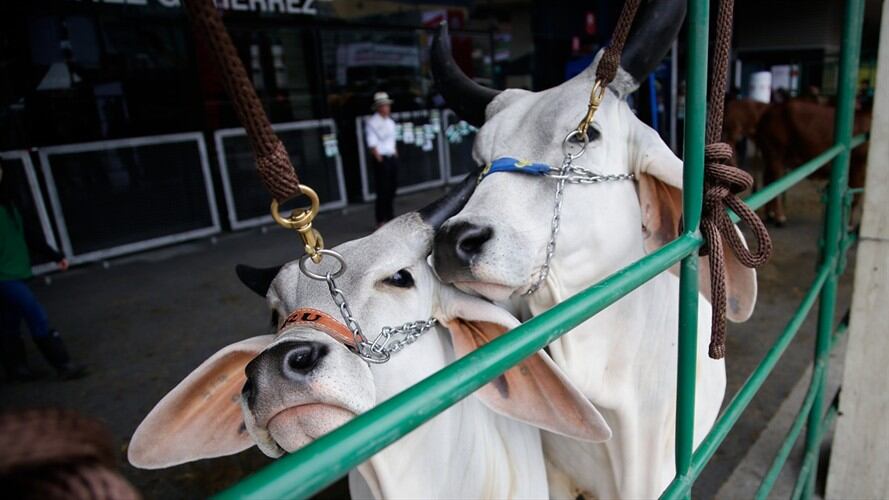 En la Guajira, 13 bovinos de Contrabando fueron incautados en acciones direccionadas y coordinadas desde el Centro Integrado Ica, Invima, Polfa y Dian.. Foto: Colprensa