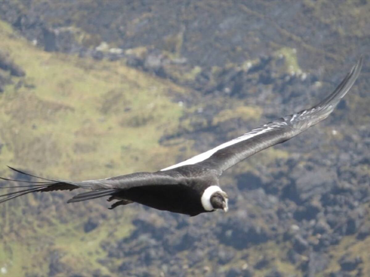 Avistamiento de 14 cóndores en Santander durante el Censo Nacional de esta ave