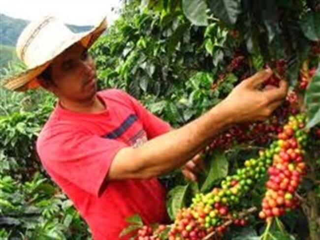 Producción de café creció 11% en abril, según Fedecafe