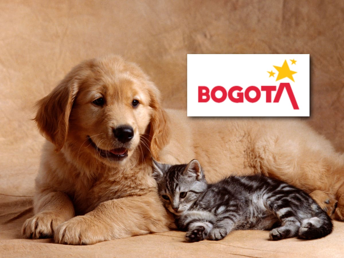 Cupos gratuitos de esterilización para perros y gatos en Bogotá: Así puede participar