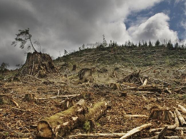 Diana Jembuel, secretaria General de Akubadaura, manifestó en Sigue La W que los Nukak Makú están haciendo un llamado para que se cumpla la protección de su territorio. . Foto: Getty Images