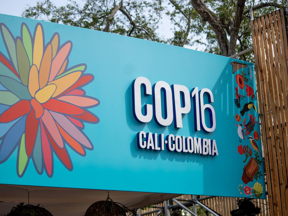 ‘Pazcífico Sinfónico’, concierto inaugural de la COP16 enfocado en la construcción de paz