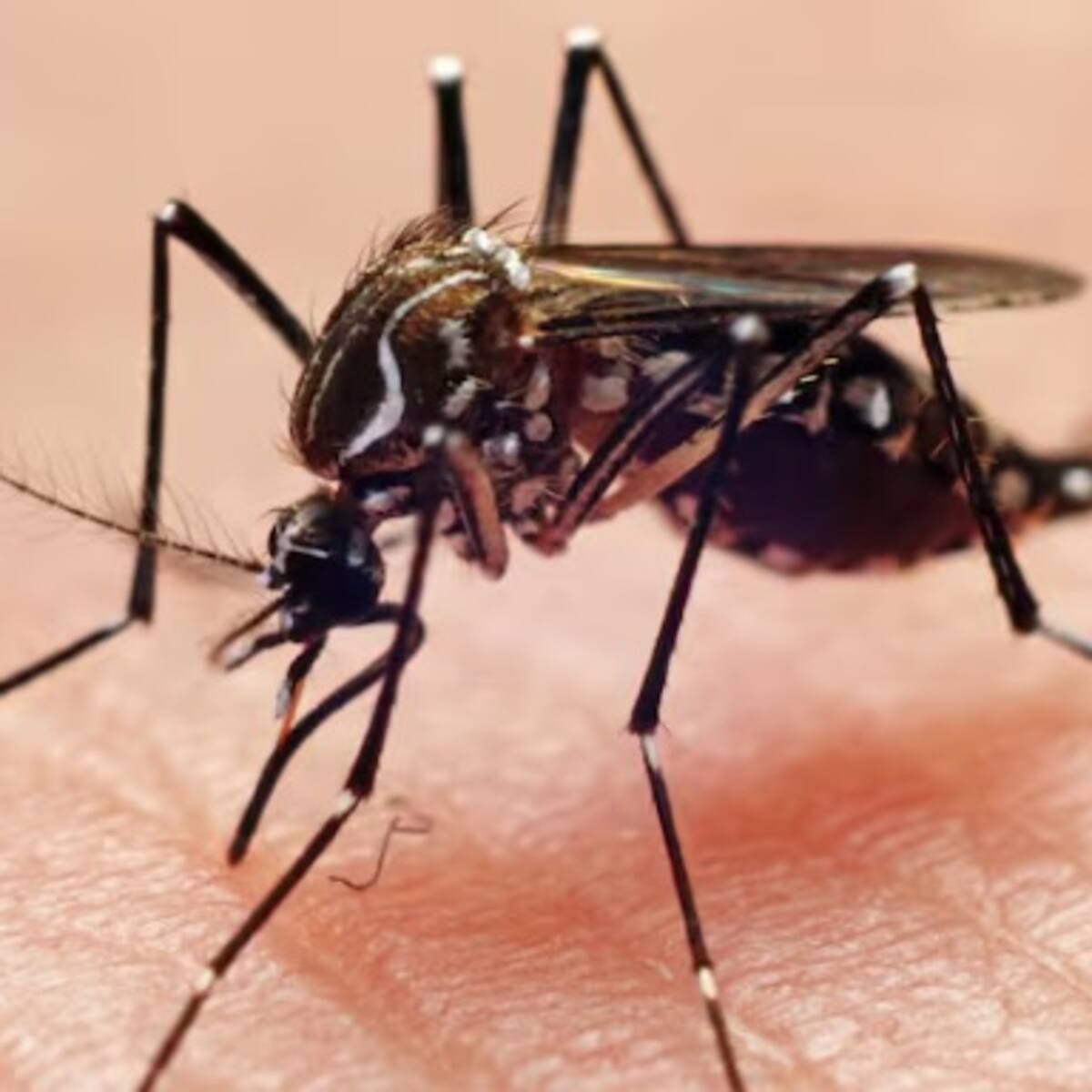 En Santa Marta la Secretaría de Salud reporta 267 casos de dengue
