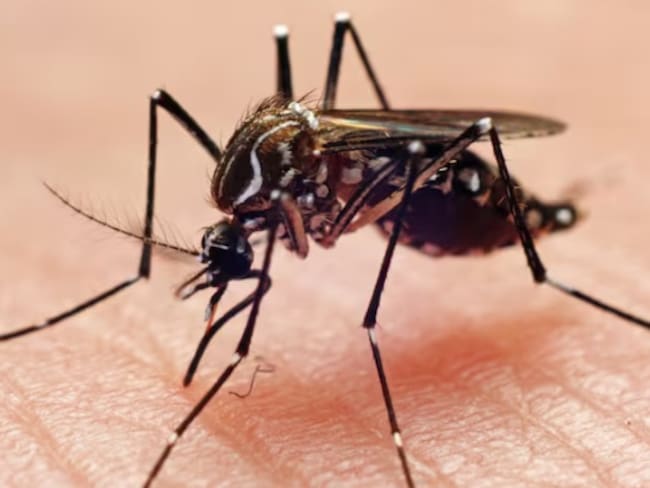 Dengue- Foto: Getty Images. / Joao Paulo Burini