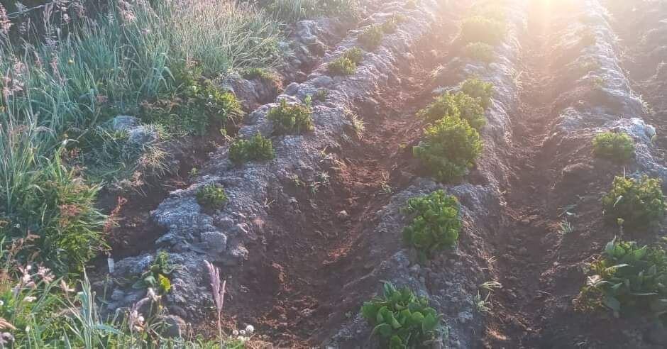 Las heladas se prolongarían hasta finales del mes de marzo. Crédito: Cric.