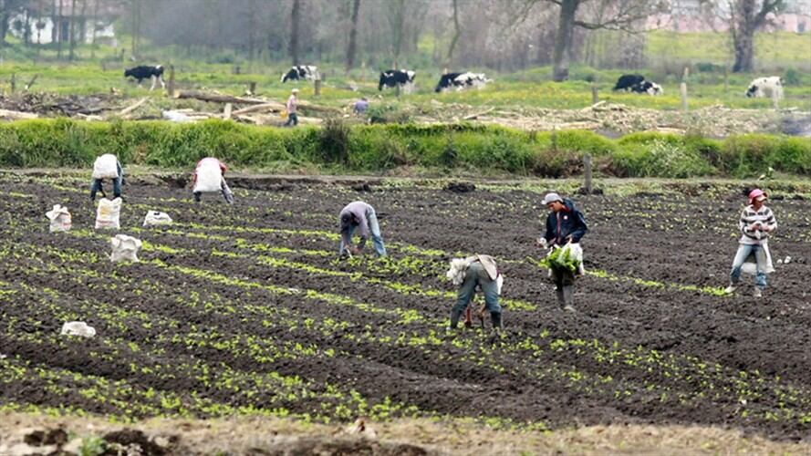 Productores, imagen de referencia. Foto: Colprensa