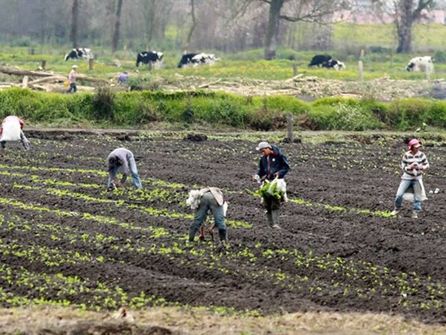 Productores, imagen de referencia. Foto: Colprensa