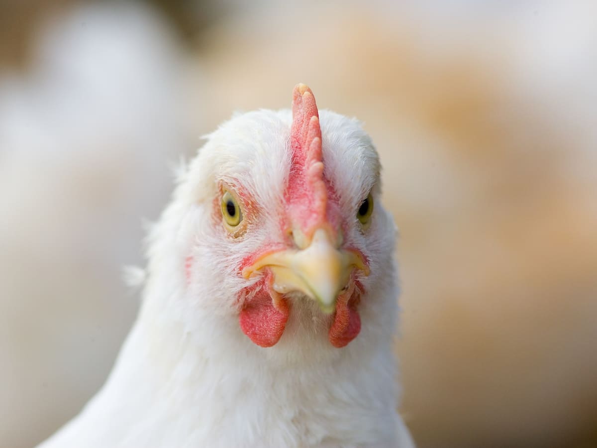 Don Henry, el hombre que se hizo viral por su baile con un pollo