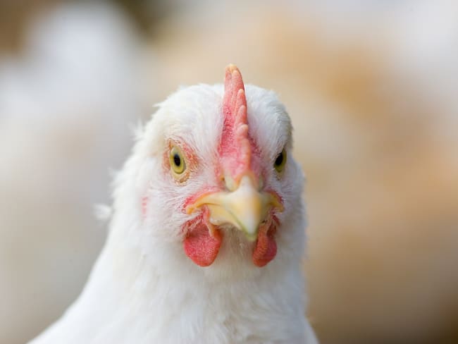 Don Henry, el hombre que se hizo viral por su baile con un pollo
